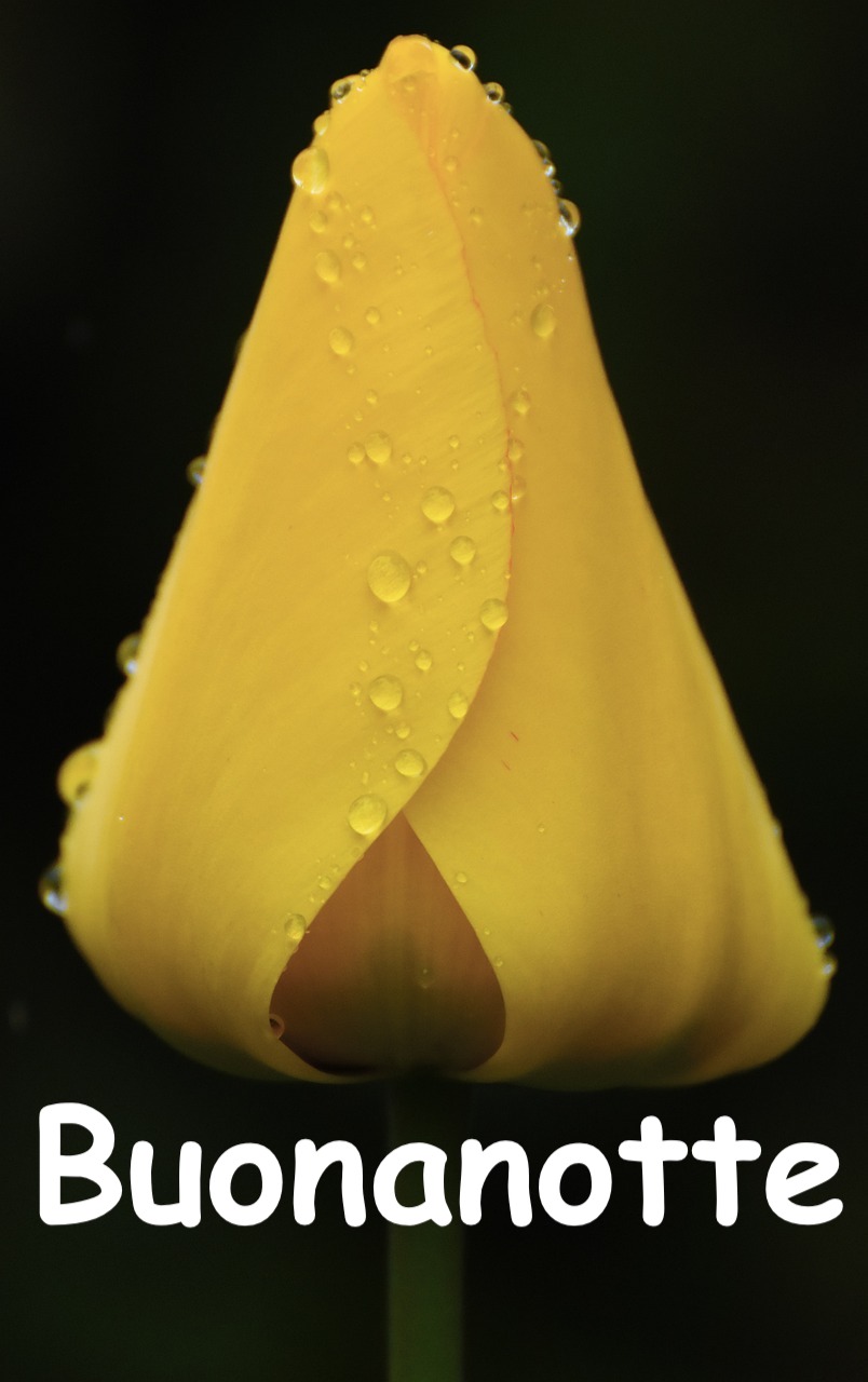  un fiore che sembra un tulipano giallo avvolto dalla notte a dalla brina